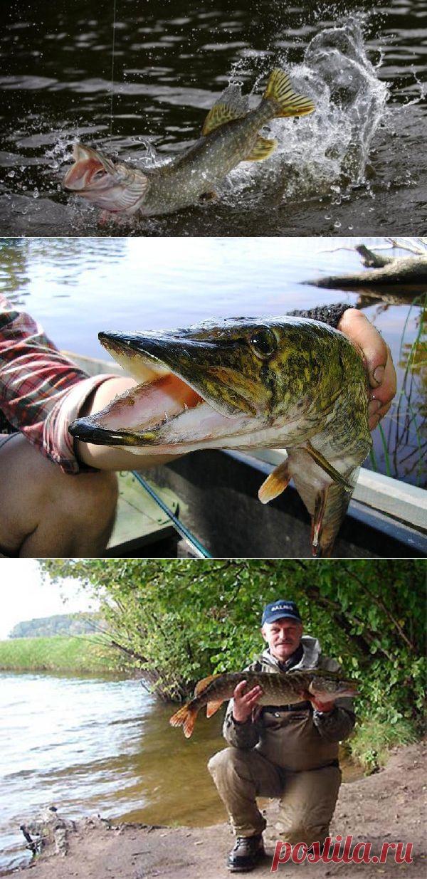 Щука из-под куста. Снасти