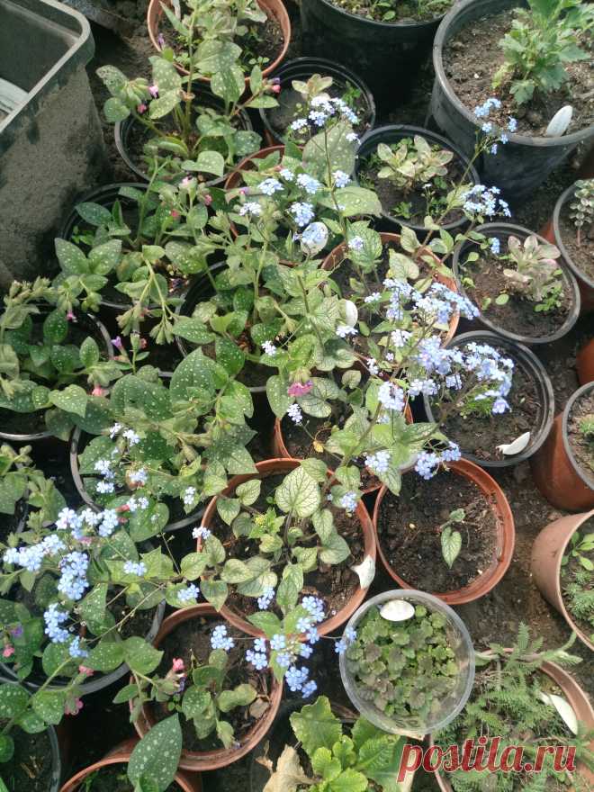 Бруннера крупнолистная "Джек Фрост" (Brunnera macrophylla "Jack Frost")