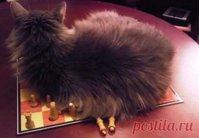 Наглость — второе счастье / Питомцы