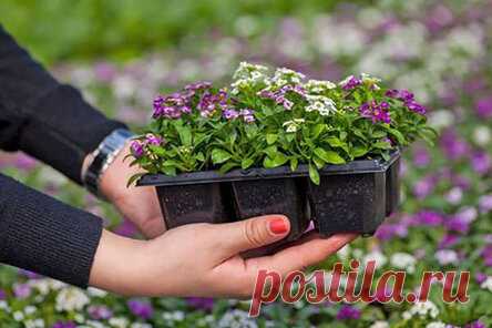 Какие цветы сеять на рассаду в январе, чтобы высадить их в грунт весной