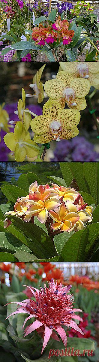 Фестиваль цветов в Чиангмае 2014, Таиланд