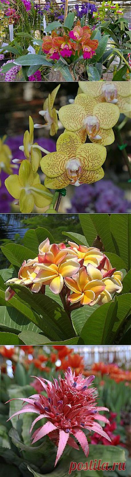 Фестиваль цветов в Чиангмае 2014, Таиланд