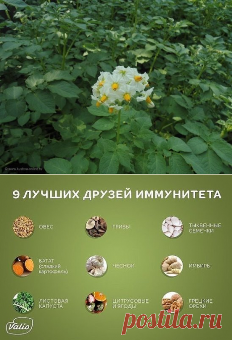 (1) Одноклассники