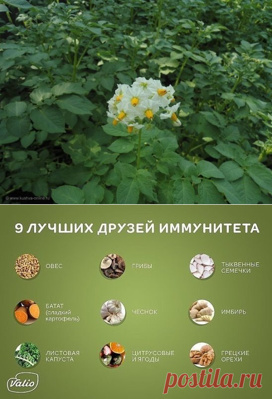 (1) Одноклассники
