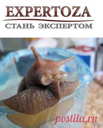 p://expertoz