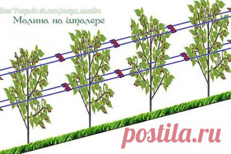 КАК СДЕЛАТЬ, ЧТОБЫ МАЛИНЫ БЫЛО ОООЧЕНЬ МНОГО???
 Совет первый по уходу за малиной - шпалера

Малину надо обязательно выращивать только на шпалере, это доказано опытом миллионов.
При посадке ровными рядами, при установке столбов и проволоки ваша малина каждый год способна давать в 6-8 раз больше ягод и при этом вы получаете максимально возможное качество ягод.
Все ваши усилия теряют смысл, если ваша зелёная фабрика (растение малины) не способна проявить свои природные преим...