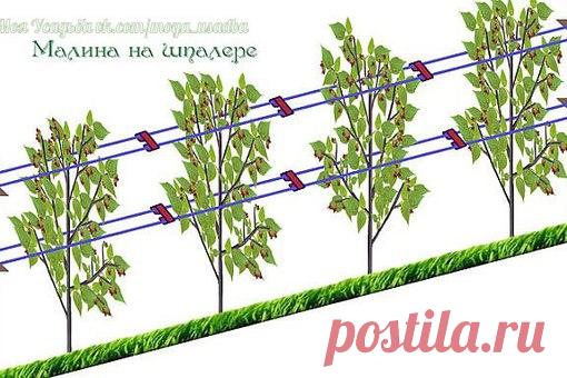 КАК СДЕЛАТЬ, ЧТОБЫ МАЛИНЫ БЫЛО ОООЧЕНЬ МНОГО???
 Совет первый по уходу за малиной - шпалера

Малину надо обязательно выращивать только на шпалере, это доказано опытом миллионов.
При посадке ровными рядами, при установке столбов и проволоки ваша малина каждый год способна давать в 6-8 раз больше ягод и при этом вы получаете максимально возможное качество ягод.
Все ваши усилия теряют смысл, если ваша зелёная фабрика (растение малины) не способна проявить свои природные преим...