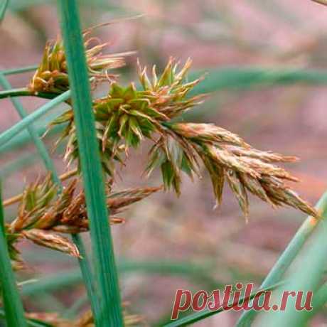 Лекарственное растение ОВЕС посевной (Avena sativa). Однолетний злак с метельчатым соцветием высотой от 60 до 150 см. Стебель прямостоячий, полый. Листья линейно-ланцетные без ушек у основания (этим отличается от ржи, ячменя и пшеницы), язычки короткие с треугольными заостренными зубчиками. Цветки чаще всего собраны по 2-4 в колоски, объединяющиеся в рыхлую раскидистую метелку.