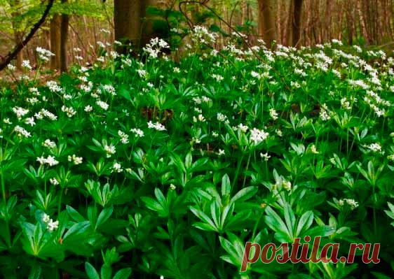 Лекарственное растение Ясменник душистый (Galium odoratum). Многолетнее растение, высотой 10-20, иногда до 30 см. Стебель г гладкий, 4-гранный. Листья темно-зеленые, ланцетные, заостренные, с жестким краем и килем, собраны в мутовки по 6-8. Белые цветки с 4-членным воронковидным венчиком, концы лепестков которого распростерты, собраны в ложные зонтики с длинными цветоножками. У похожего, но более крупного подмаренника лесного (Galium silvaticum) круглый цветонос несет очень рыхлую метелку.