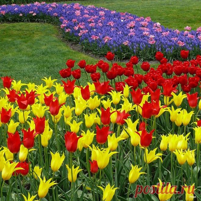 Кёкенхоф - цветочный рай в Нидерландах .