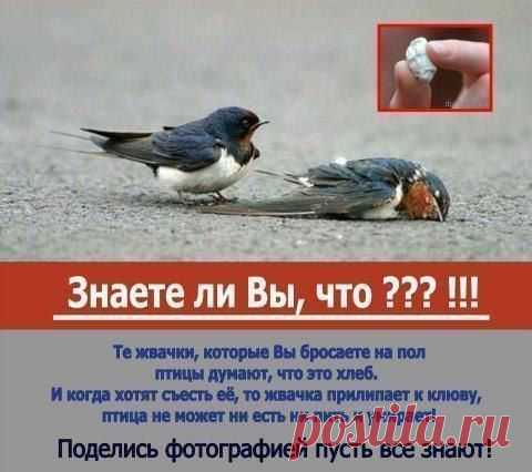 берегите природу | Хитрости Жизни