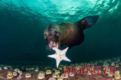 Конкурс подводной фотографии Ocean Art 2020