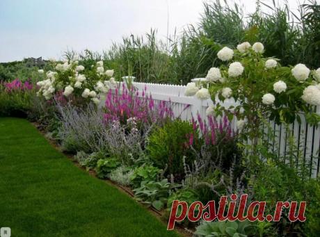 3 растения, которые сильно расползаются — хорошее решение закрыть проплешины около забора | Будни садоводов | Пульс Mail.ru Если есть проплешины вокруг забора и никакое растение не занимает пространство хорошо, рекомендую высадить те, что разрастаются активно.