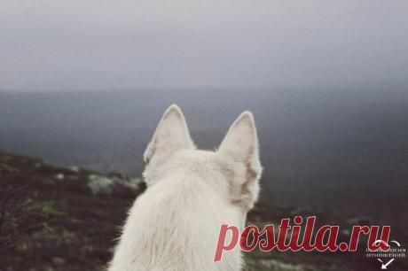 Однажды собака нашла кость. Она подумала: «Мм-м… какая сочная косточка!» Взяла ее в зубы, раскусила, и кость раздробилась на острые как лезвия кусочки у нее во рту. Это была сухая кость! Собака порезалась осколками, и у нее пошла кровь. Она почувствовала во рту вкус собственной крови и подумала, что это косточка: «О, это и правда сочная косточка. Только вот она причиняет мне боль!» Она продолжала кусать сильнее, еще больше чувствуя вкус собственной крови, ей становилось больнее, но она…