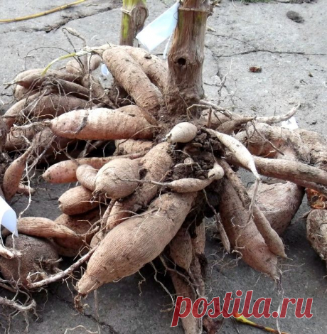 Хранение георгин зимой