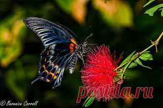 Butterfly. | Flickr - Photo Sharing!