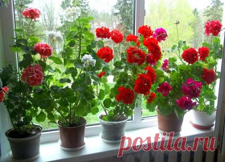 ГЕРАНЬКИ  5 Бабушкиных Советов для Цветов
Совет 1: Подкормка комнатных растений. Бабушка делала так: - Помоет мясо в миске, воду выливала в цветы. - Зимой подкармливала цветы сахаром, считала, что недостаток света можно заменить сладенькой водичкой. На стакан воды
приблизительно 1-2 чайных ложечки сахара. -Кактусы подкармливала молоком. 
Смешать воду и очень немного молока, но немного, иначе при переизбытке молока земля может не очень приятно пахнуть.
-Во время цветения цв...