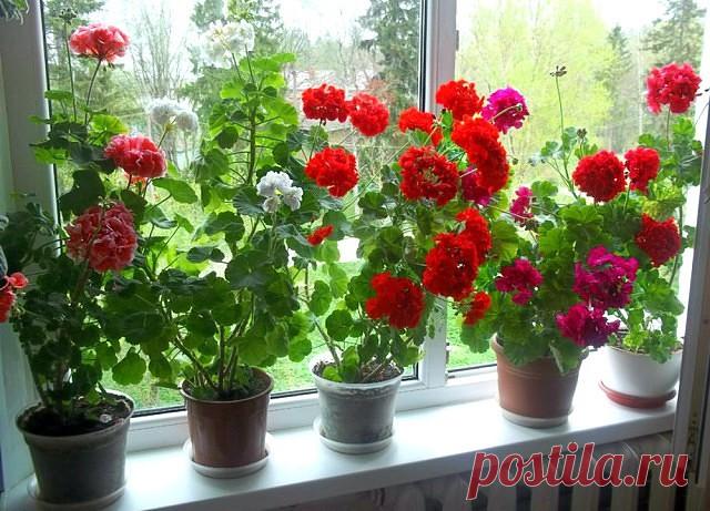 ГЕРАНЬКИ  5 Бабушкиных Советов для Цветов
Совет 1: Подкормка комнатных растений. Бабушка делала так: - Помоет мясо в миске, воду выливала в цветы. - Зимой подкармливала цветы сахаром, считала, что недостаток света можно заменить сладенькой водичкой. На стакан воды
приблизительно 1-2 чайных ложечки сахара. -Кактусы подкармливала молоком. 
Смешать воду и очень немного молока, но немного, иначе при переизбытке молока земля может не очень приятно пахнуть.
-Во время цветения цв...