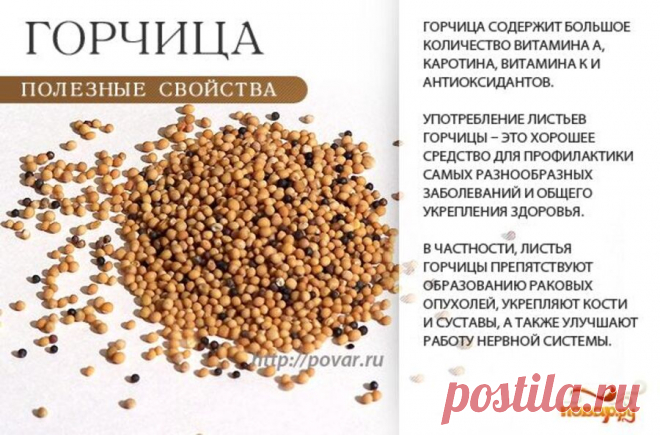 Горчица полезные свойства