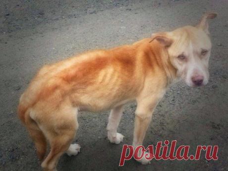 Бездомный пес боялся подходить к людям, но девушка придумала, как его спасти / Карнавал рукоделия