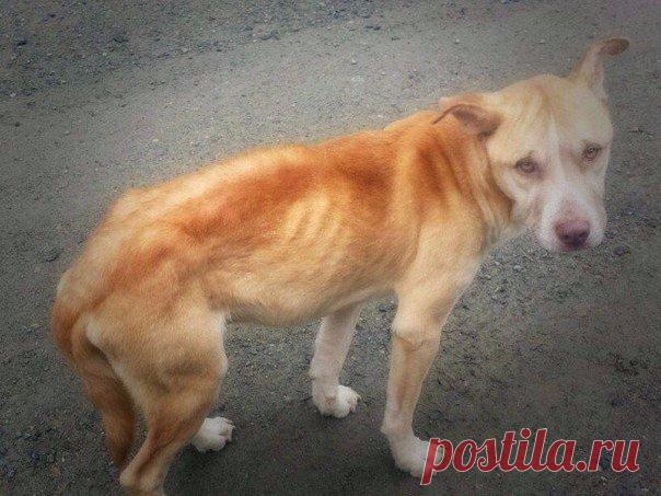 Бездомный пес боялся подходить к людям, но девушка придумала, как его спасти / Карнавал рукоделия