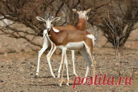 10 животных, которых могут не увидеть наши дети и внуки / Научный хит