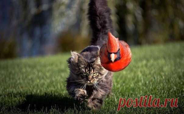 Хищник котище