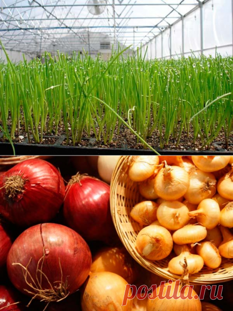 Лук на зелень зимой в теплице: все тонкости