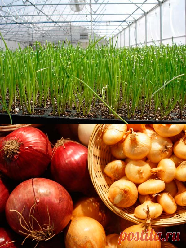Лук на зелень зимой в теплице: все тонкости