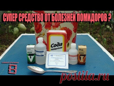 ЛУЧШЕЕ СРЕДСТВО ПРОТИВ БОЛЕЗНЕЙ ПОМИДОРОВ? ФИТОФТОРА. САД (ОГОРОД) И ТЕПЛИЦА