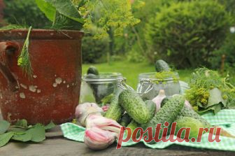 Заготовка огурцов на зиму: рецепты от Кизимы Г.А.
