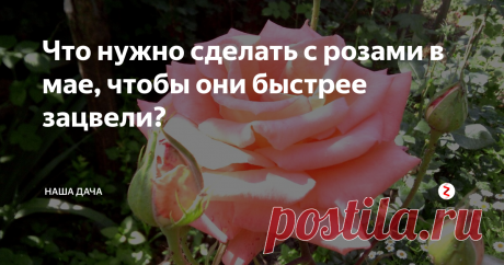 Что нужно сделать с розами в мае, чтобы они быстрее зацвели? Розочки – известные капризницы, не терпят суеты и хорошо растут только при условии постоянной заботы со стороны хозяев. Я сейчас не говорю про южные регионы, хотя и там, безусловно, за розами следует очень хорошо ухаживать. В средних широтах усилия надо утроить – и тогда ваш розарий будет только радовать, а соседи с завистью поглядывать в сторону цветника.