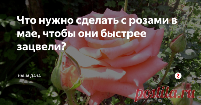 Что нужно сделать с розами в мае, чтобы они быстрее зацвели? Розочки – известные капризницы, не терпят суеты и хорошо растут только при условии постоянной заботы со стороны хозяев. Я сейчас не говорю про южные регионы, хотя и там, безусловно, за розами следует очень хорошо ухаживать. В средних широтах усилия надо утроить – и тогда ваш розарий будет только радовать, а соседи с завистью поглядывать в сторону цветника.