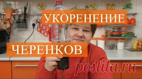(16) Одноклассники