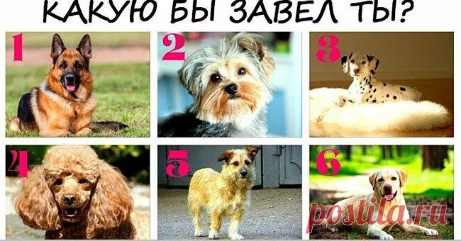 Тест: Выбранная вами собака расскажет сокровенные тайны вашего характера/Собак породы лабрадор предпочитают люди с меланхоличным складом ума. Вы предпочитаете одиночество. Можете несколько дней провести без общения с людьми. Ваши проблемы вы оставляете при себе и не нагружаете ими окружающих. Однако, когда у вас хорошее настроение, то вы можете передать его всем остальным.