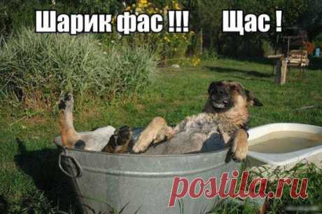 Шарик Фас )))