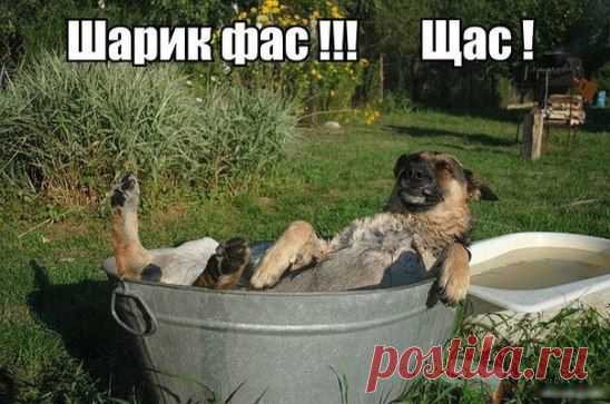 Шарик Фас )))