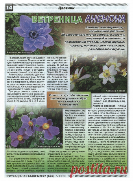 Ветреница анемона