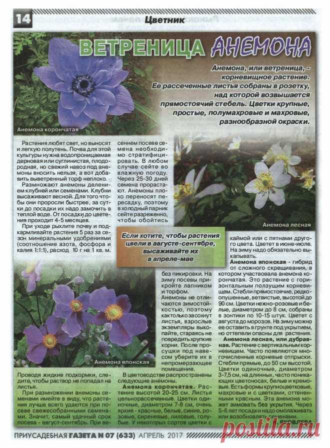 Ветреница анемона