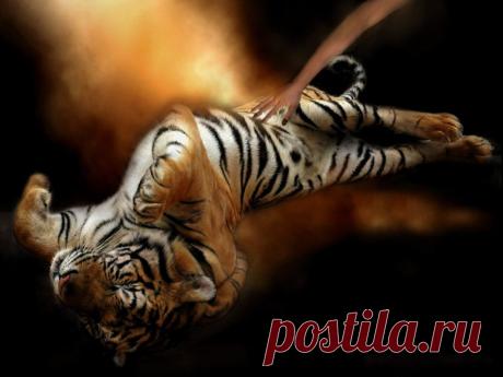 wallpapers_cats_289.jpg (1024×768)