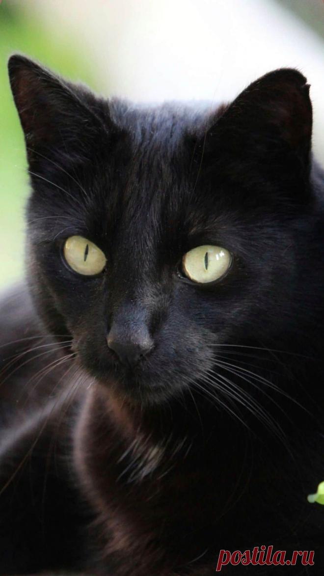 Черная кошка обои для iPhone - Я фотографирую черных кошек из приюта