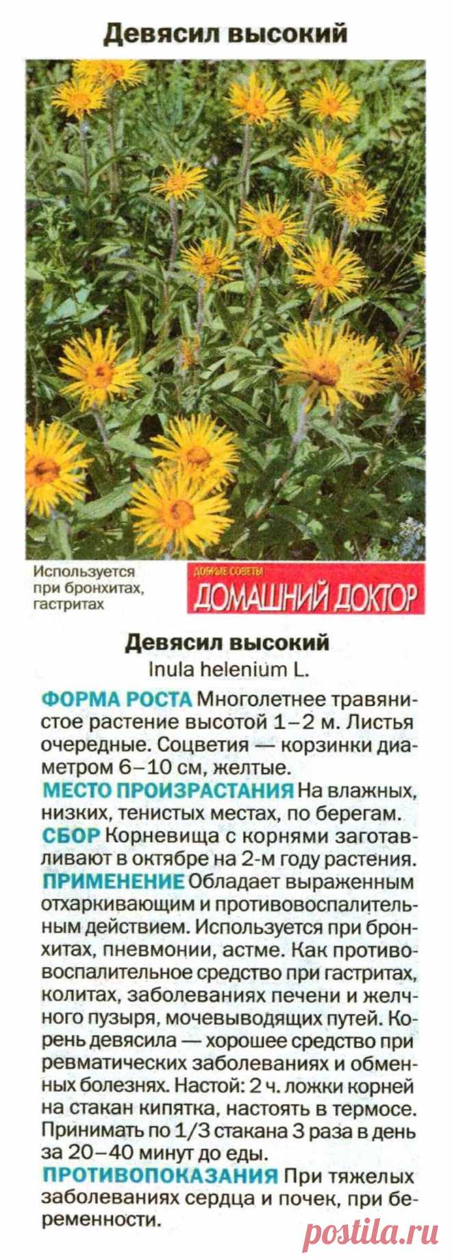 Девясил высокий