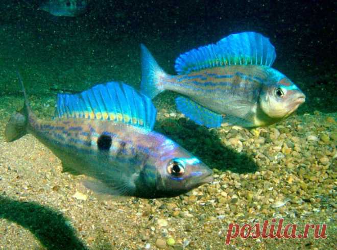 Смарида - распространена в Черном море.Тело сжато с боков и покрыто мелкой чешуей. Один спинной плавник. В боковой линии 70-82 чешуйки. Окраска тела очень изменчивая,особенно при размножении. Достигает длины тела 20см. Эта рыба меняет свой пол в течение жизни:в детстве,в 1-2 года,все спикары-самки,а с 2-3 лет они превращаются в самцов с молоками. Поэтому самцы всегда крупнее самок-они просто старше. Длина самки- 10-16 см.,а самцов- 15-25 см.