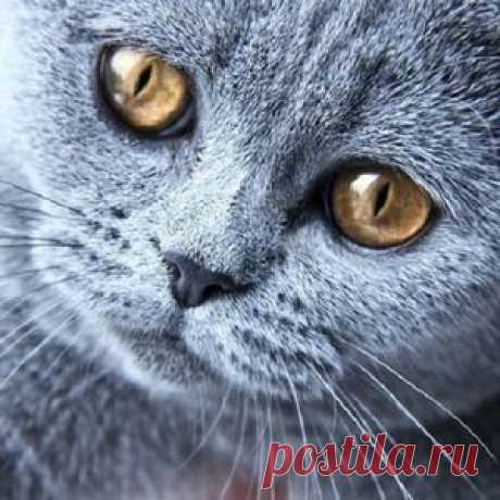 Прям до слез, верный кот