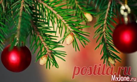 Еловые веточки для крепкого здоровья - хвоя, веточки ели, еловые веточки, здоровье, витаминные напитки, полезные напитки