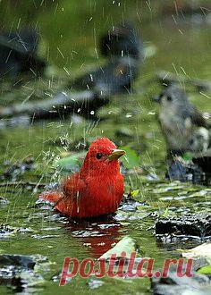 За компанию.