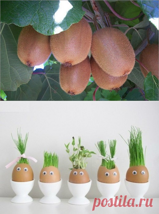 Поиск на Постиле: огород на подоконнике