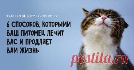 Вот 6 способов, которыми ваш питомец лечит вас и продляет вам жизнь / Surfingbird - мы делаем интернет лучше