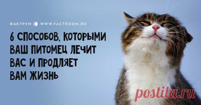 Вот 6 способов, которыми ваш питомец лечит вас и продляет вам жизнь / Surfingbird - мы делаем интернет лучше