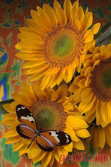 Butterfly and Sunflowers | ~Sunflowers~